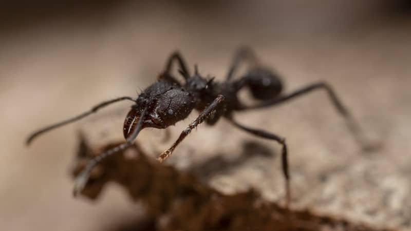 cómo deshacerse de las hormigas en el coche de forma natural