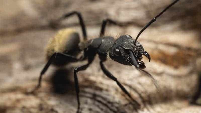 hormigas que salen de los conductos de ventilación