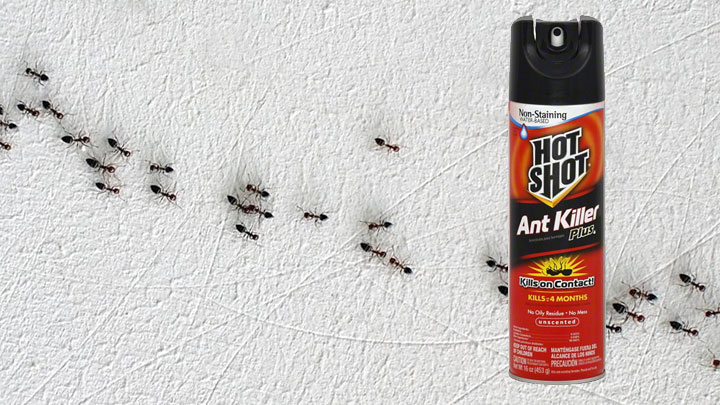 hormigas en fila